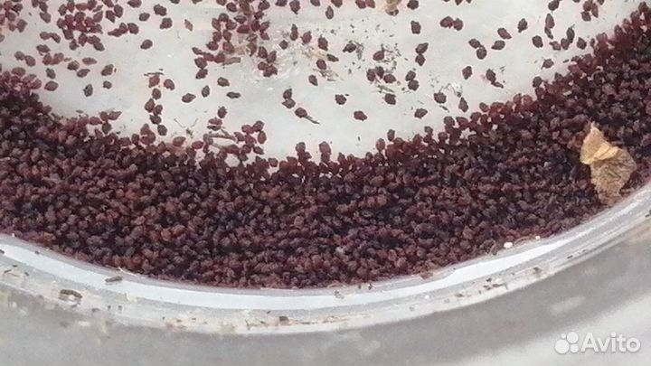 Тидея семена