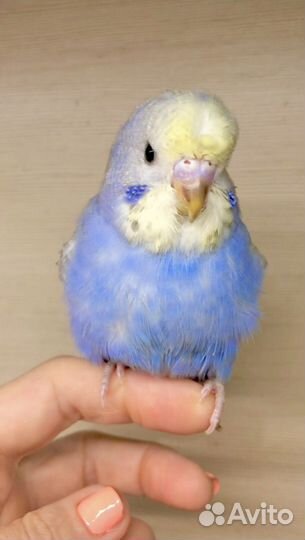 Попугай 3/4 чех