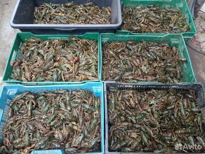 Раки отборные изумительная варка