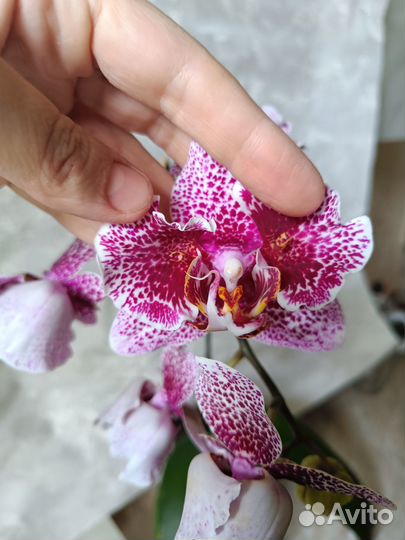 Орхидея пелор Драгон Марпл