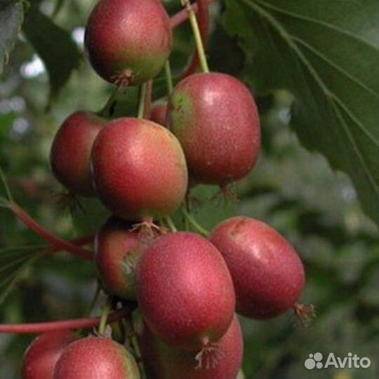 Актинидия аргута Женева