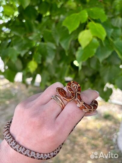 Моисовый полоз