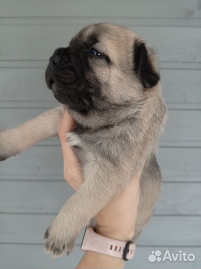 Метис французского бульдога