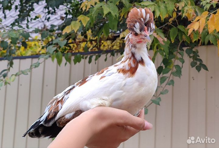 Алтайская бентамка