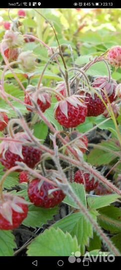 Варенье клубничное, вишневое, малиновое