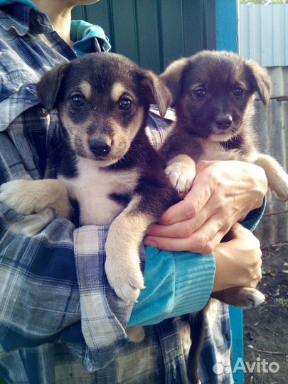 Очень хорошие щенки