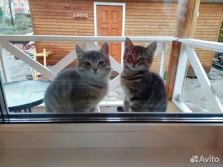 Котята ищут дом