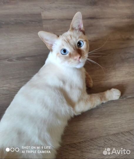 Кот в добрые руи. Голубоглазый Лукас