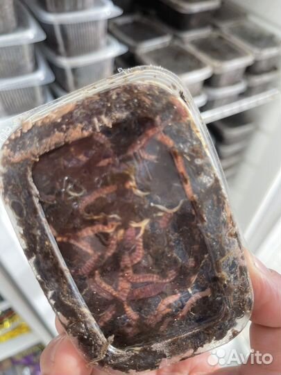 Навозный червь выползок