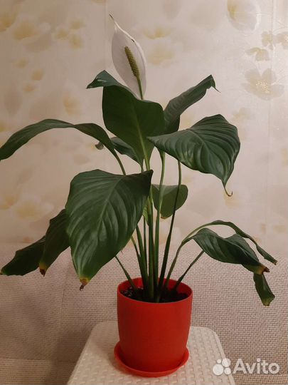 Спатифиллум