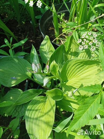 Цветы для сада