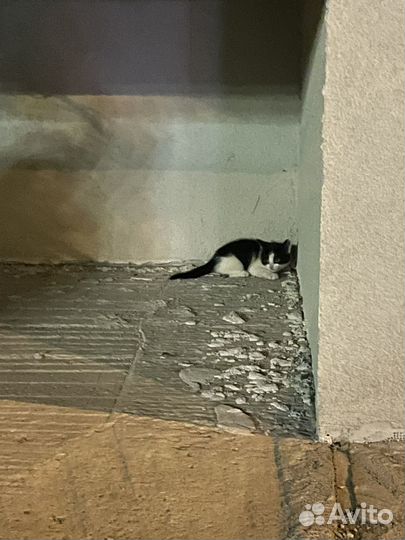 Отдам котенка в добрые руки
