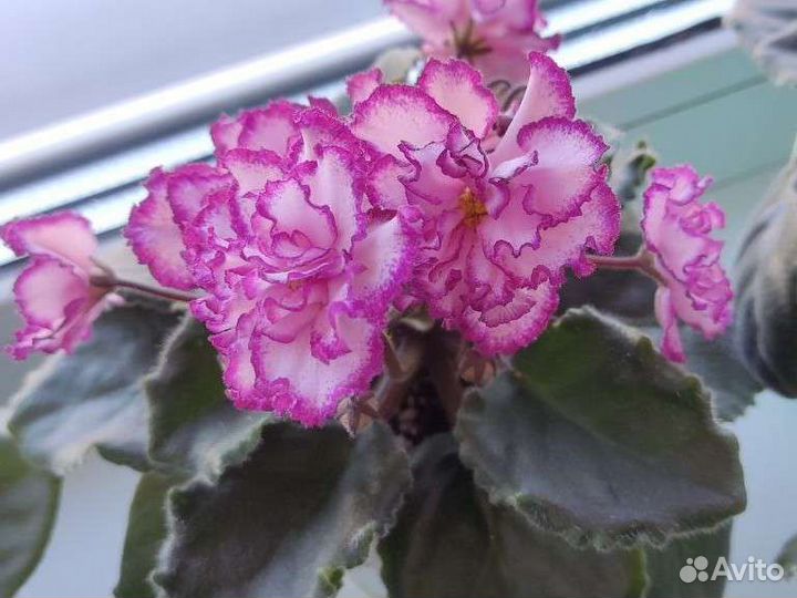 Сортовая Фиалка