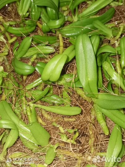 Ринхостилис Гигантея