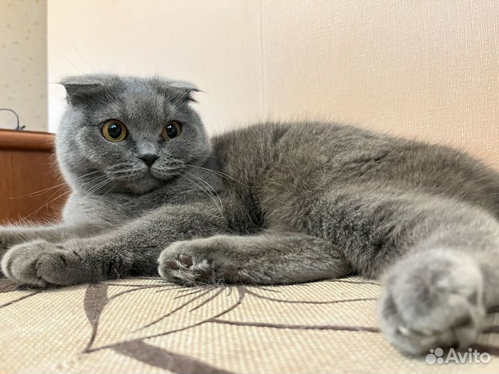 Кошки