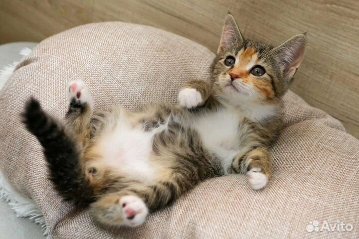 Кошка 2 мес