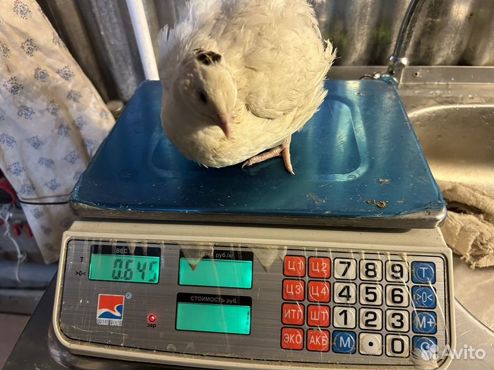 Инкубационное яйцо Подмосковный Белый гигант