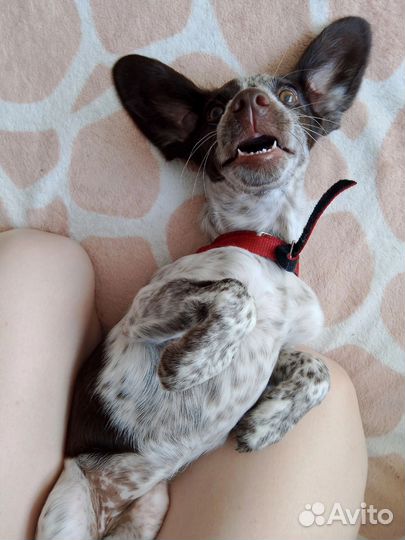 Отдам собачку, в добрые руки