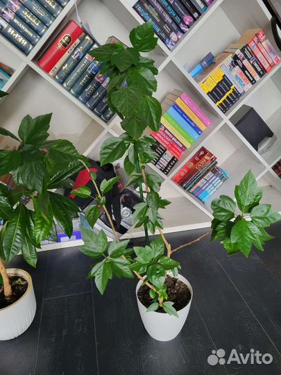 Домашние цветы