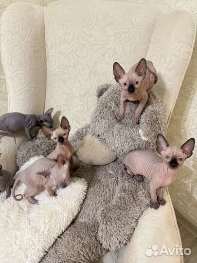 Канадский сфинкс котенок