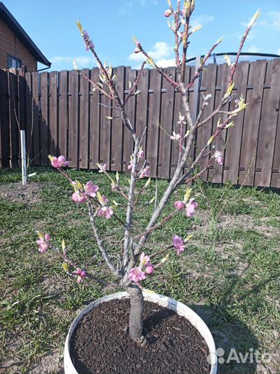 Саженцы персика