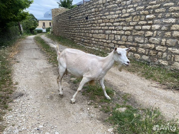 Козы дойные