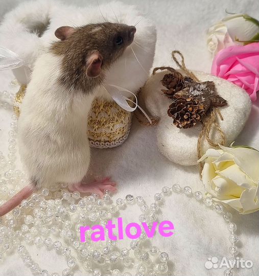 Крысята от ratlove