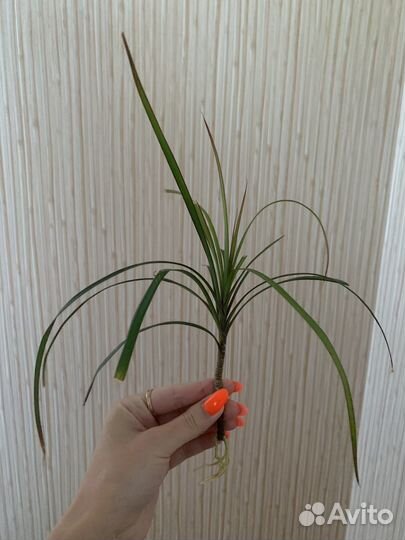 Драцена маргината