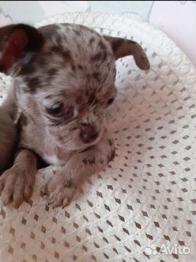 Мраморная красотка