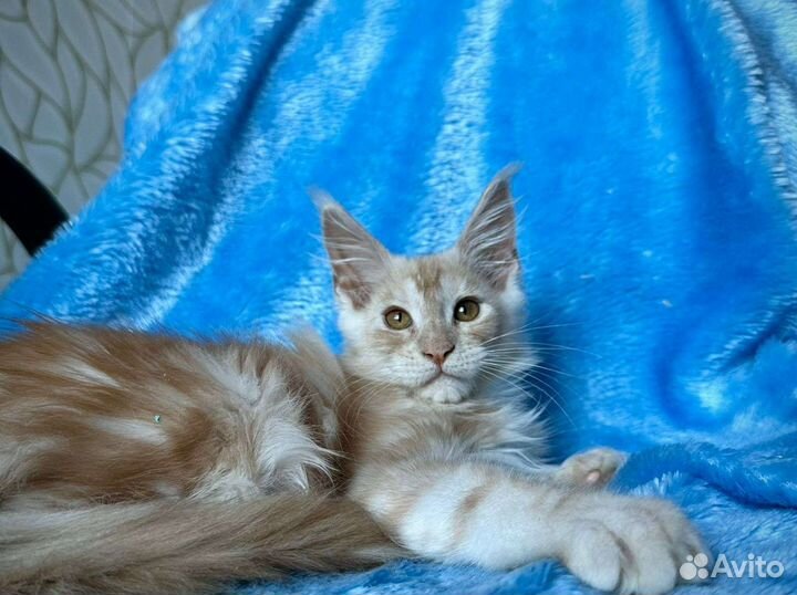 Котята мейн-кун