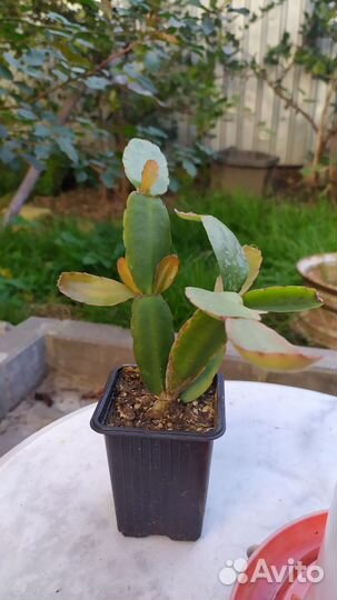 Комнатные растения