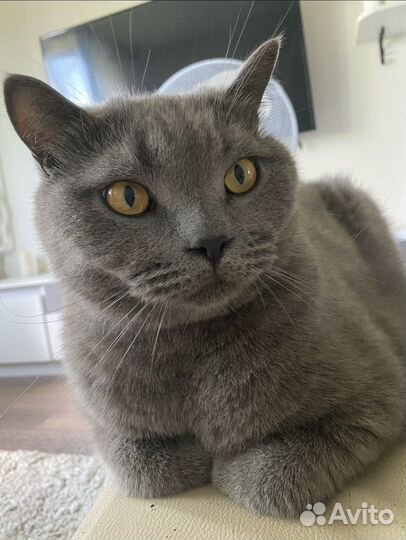 Британский котик