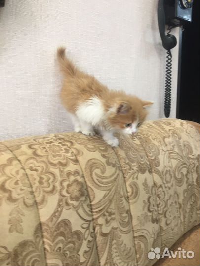 Милый котенок в добрые руки