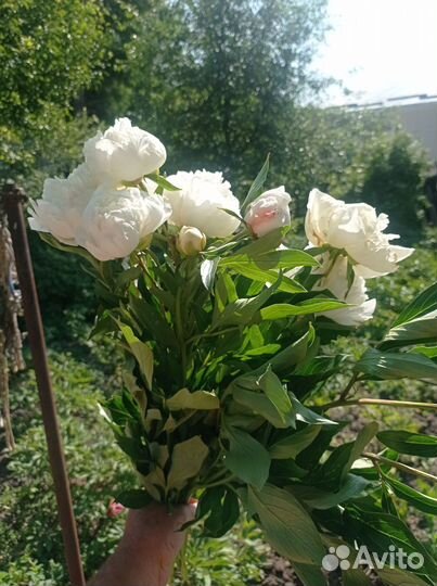 Пион белый Свежая срезка