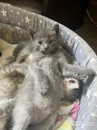 Отдам в добрые руки котят