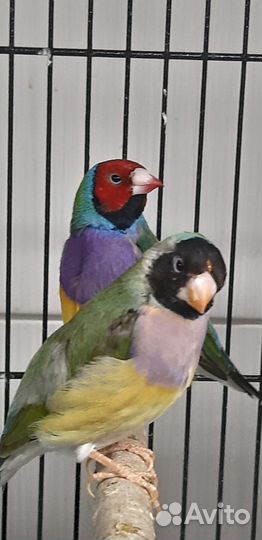 Птицы амадины