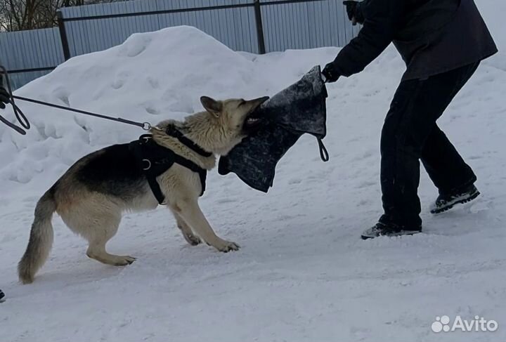 Щенки Восточноевропейской овчарки