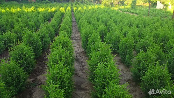 Саженцы туя, можжевельник