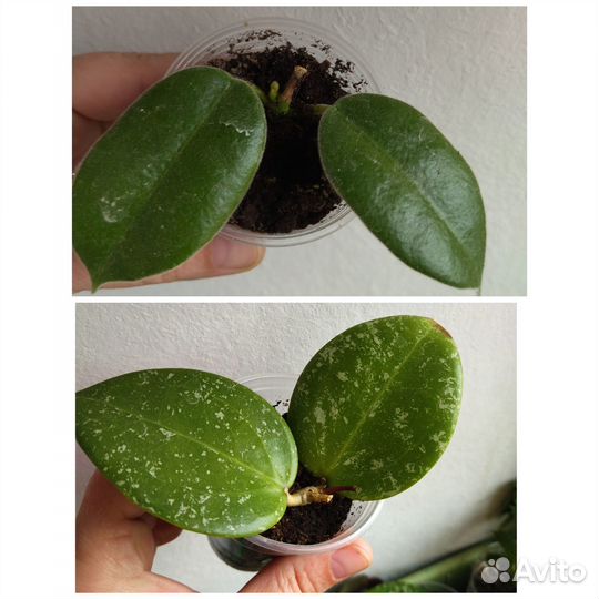 Хойи сортовые