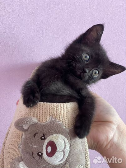 Кошечка мурлыка