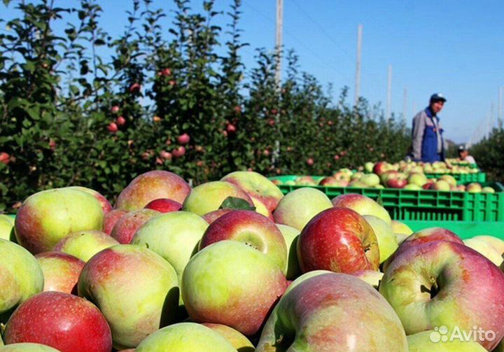 Рабочий. Сборщик яблок