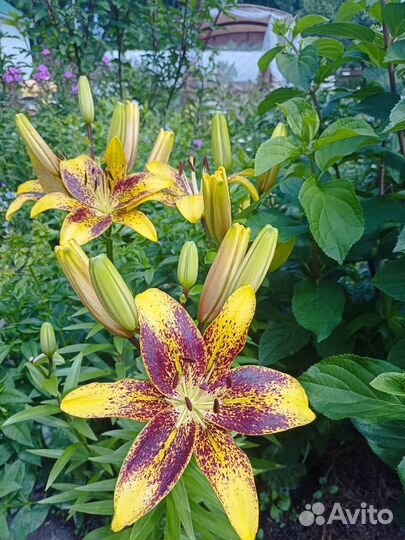 Многолетники для сада