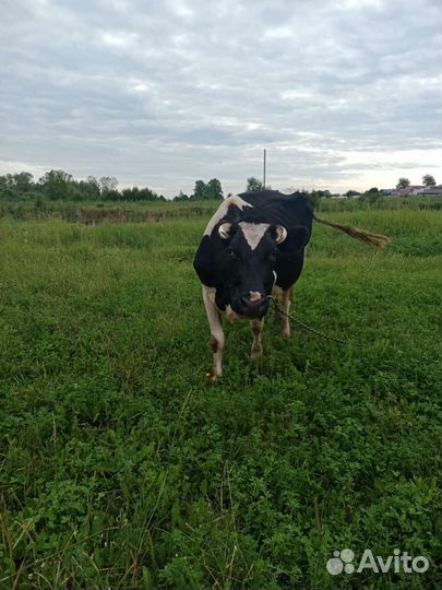 Корова стельная дойная