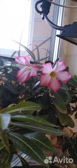 Адениум обессум Бронь для Ирины до 18.07
