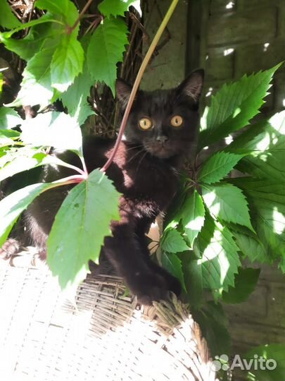 Кошки в добрые руки