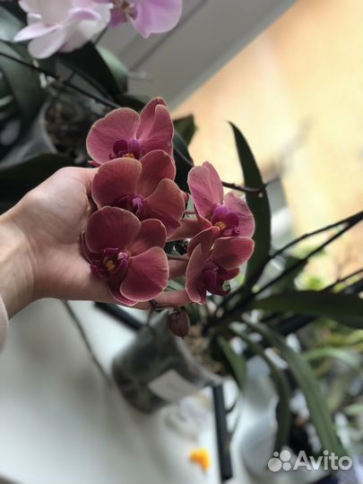 Орхидея фаленопсис мультифлора