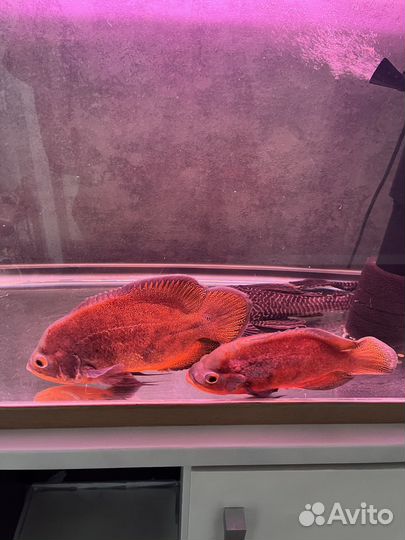 Астронотус