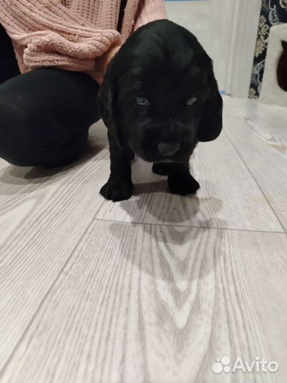 Английский кокер спаниель