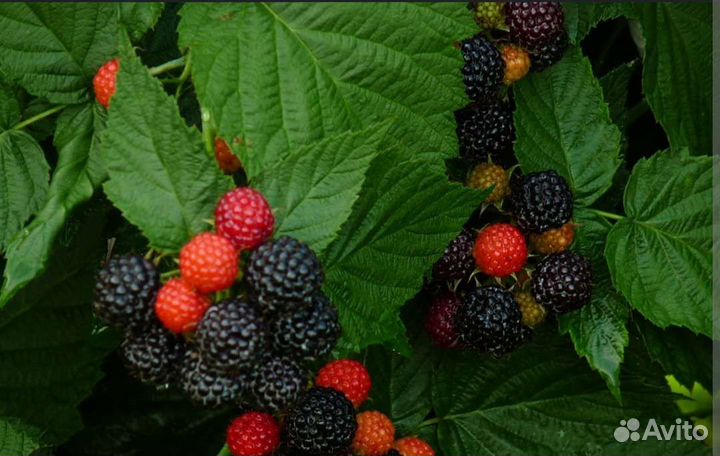 Продам саженцы чёрной малины (ежемалины)