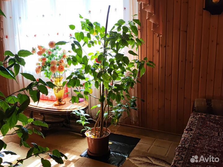 Гибискус китайская роза